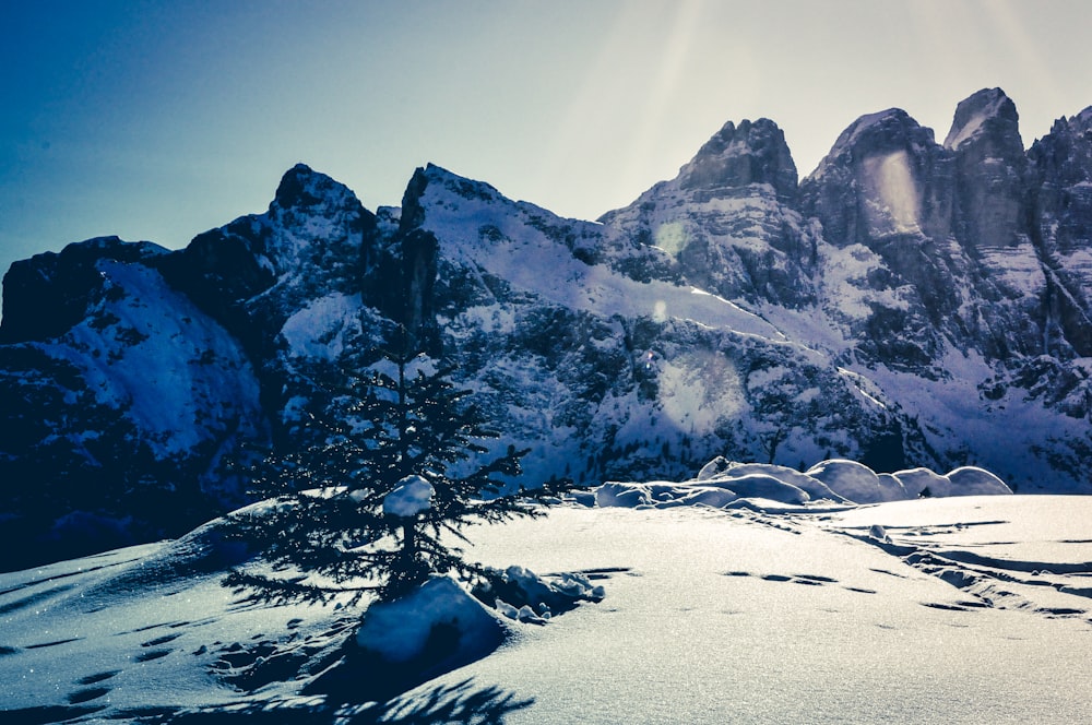 bare tree in the middle of snowfield with rock mountain in distance