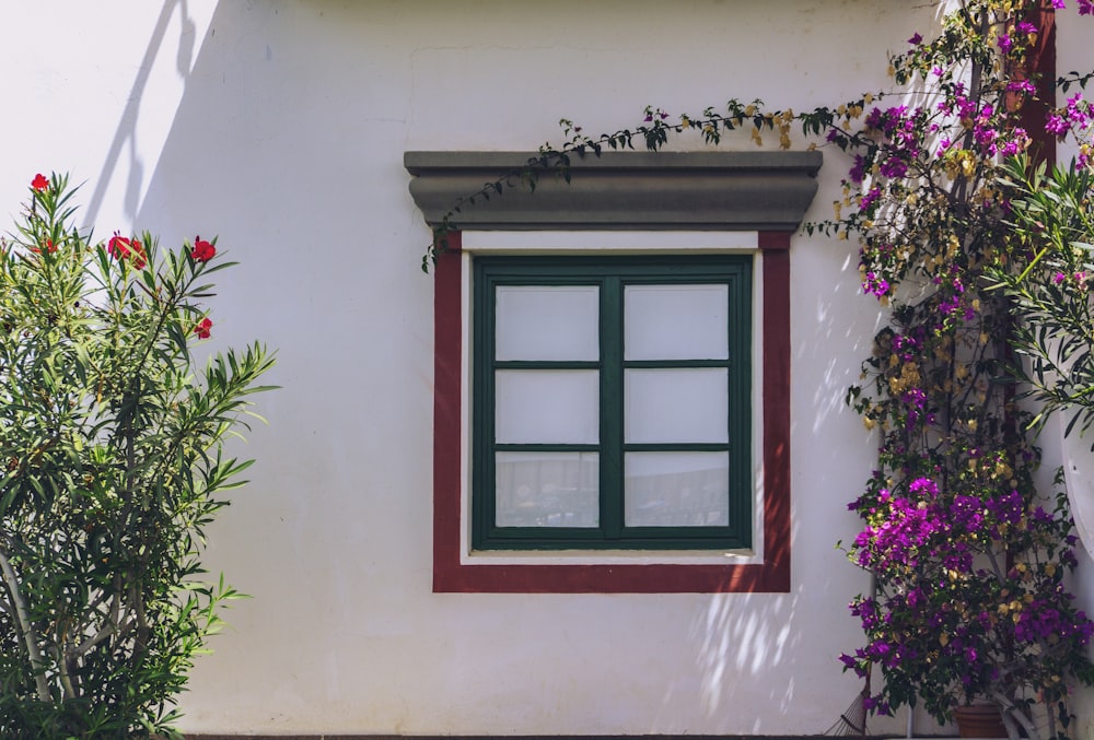 window with green frame beside crawling plants