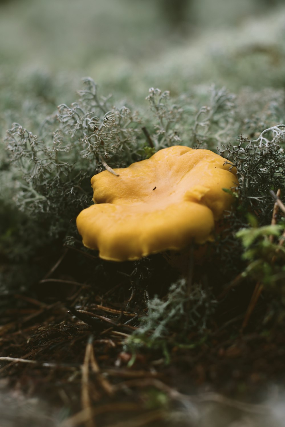 close up photo of mushroom