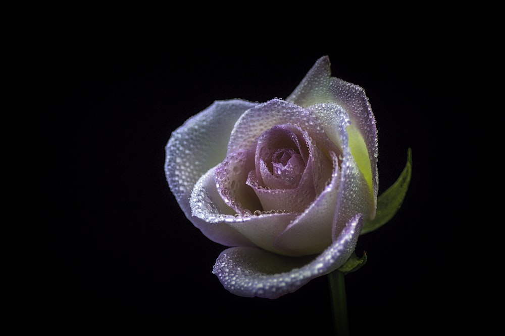 Fotografía de rosas y rosas blancas