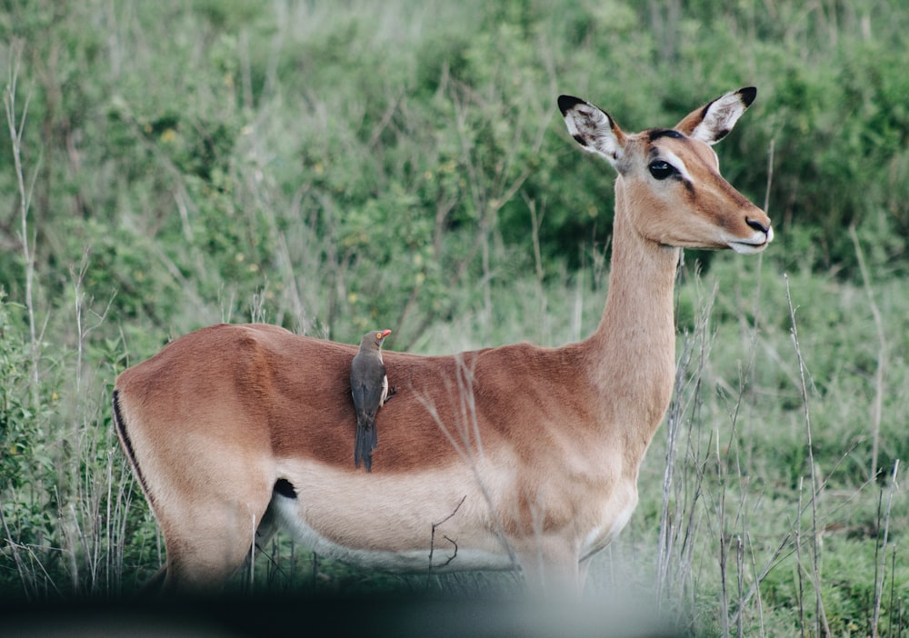 Braunhirsch auf grünen Gräsern