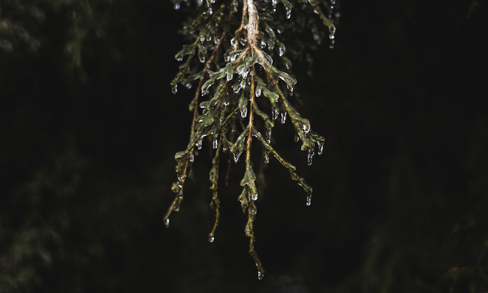 selective focus photography of green leafed branch