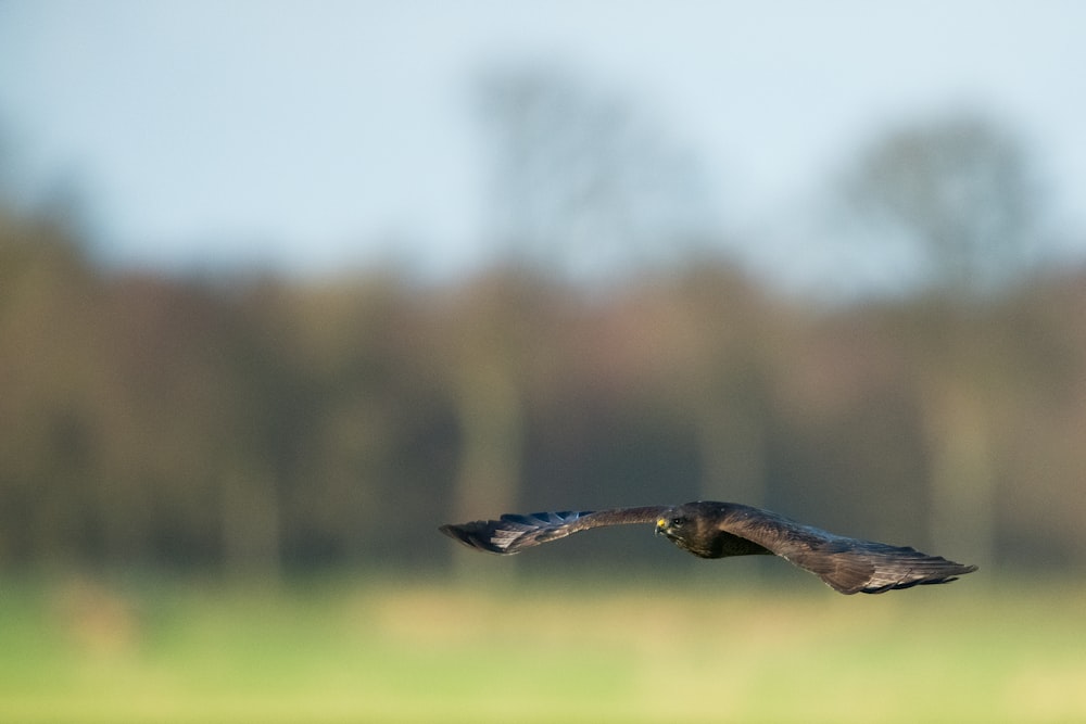 black bird flying