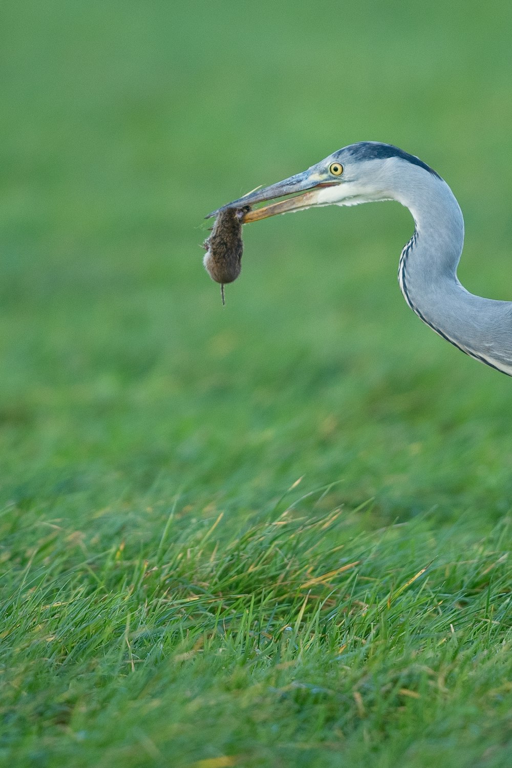 macro shot of bird carrying worm