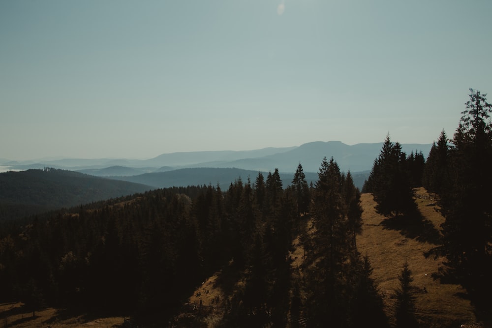 árvores verdes no topo da montanha