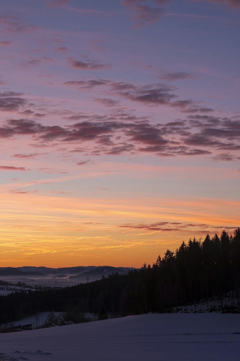 silhouette of pine trees during golden hour