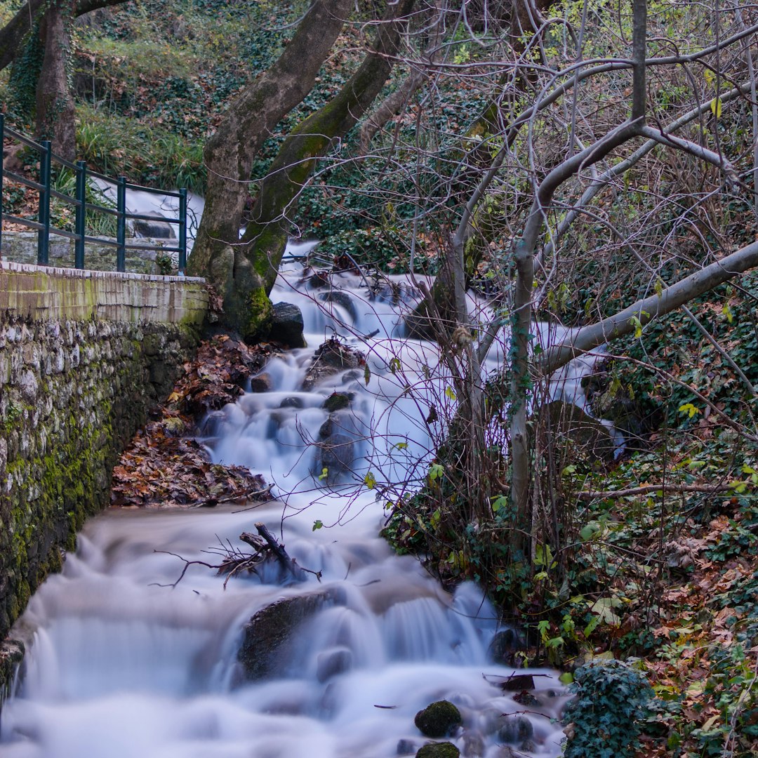 flowing water beside trees during day time