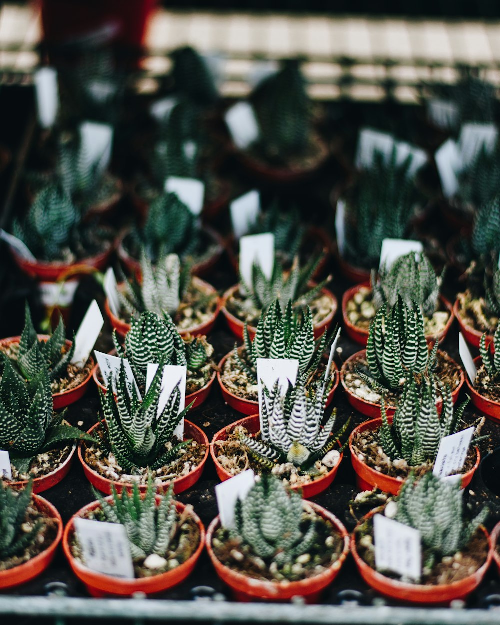 Photo de mise au point sélective de plantes d’aloe vera