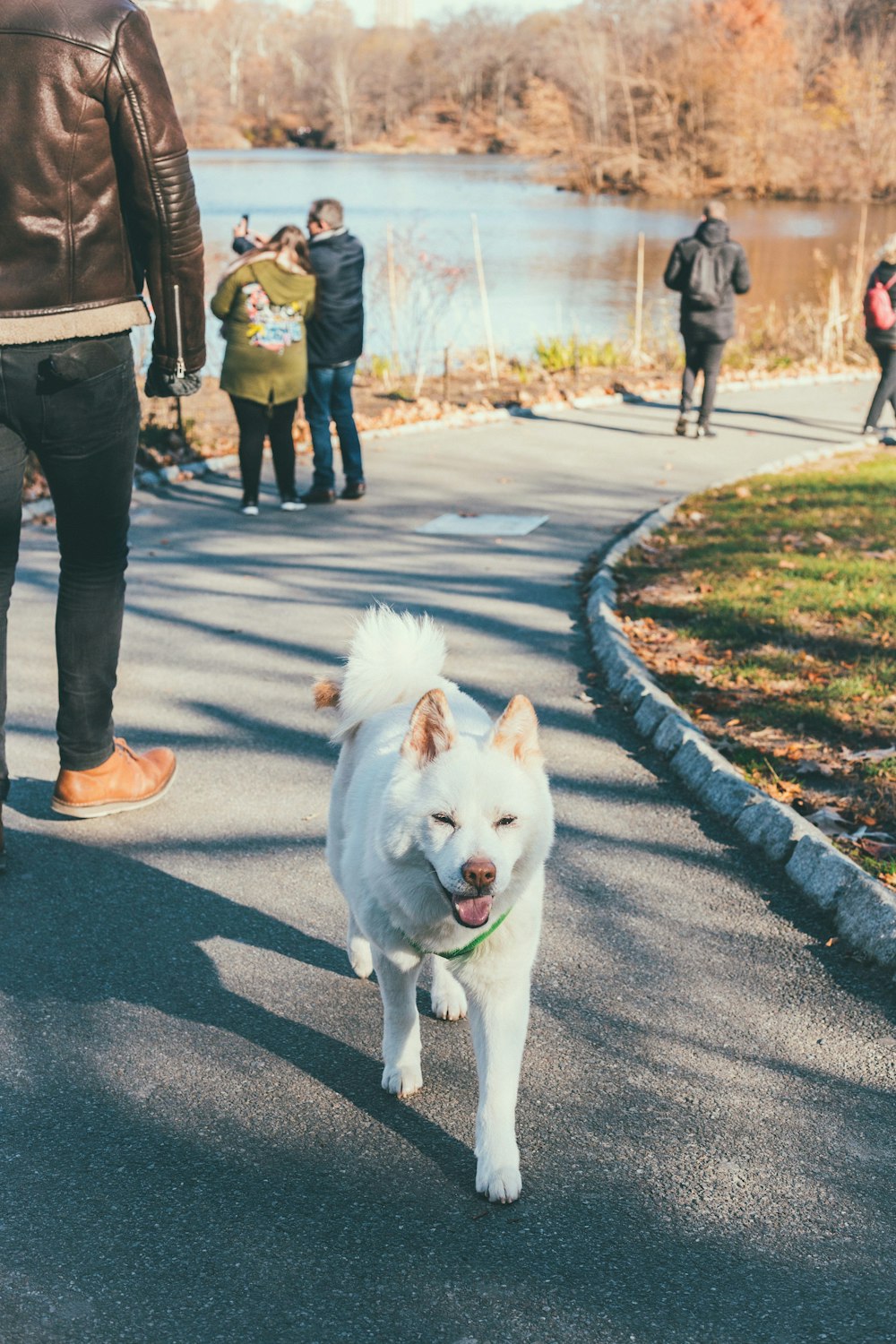 adult Samoyed walking on street