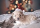 long-coated white puppy wearing santa hat