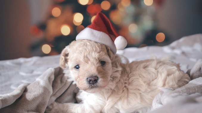 long-coated white puppy wearing santa hat