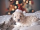 long-coated white puppy wearing santa hat