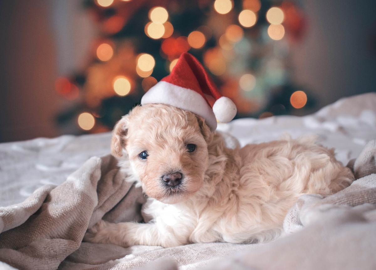 Are you getting a cute puppy for Christmas?