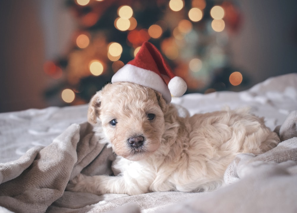 cachorro blanco de pelo largo con sombrero de Papá Noel