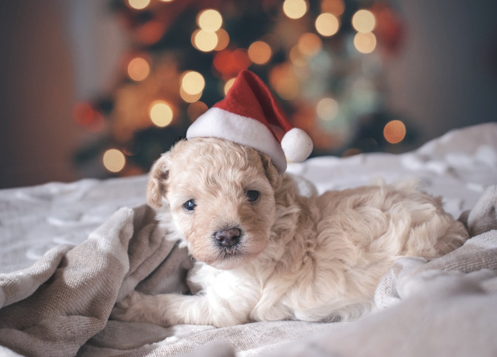 long-coated white puppy wearing santa hat