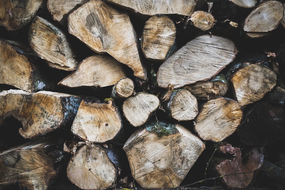 tree log lot during daytime