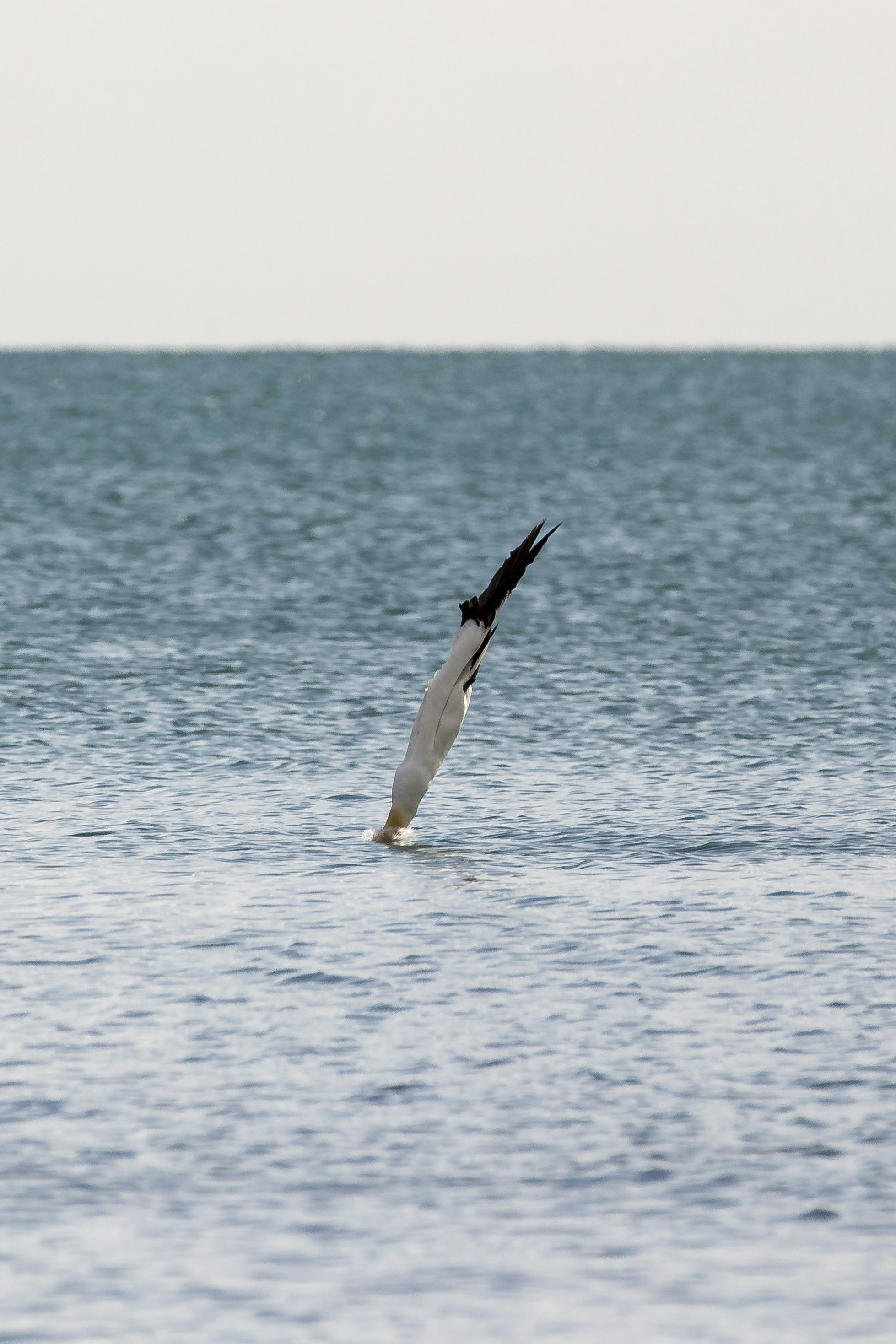 bird diving on water photo – Free Sea Image on Unsplash