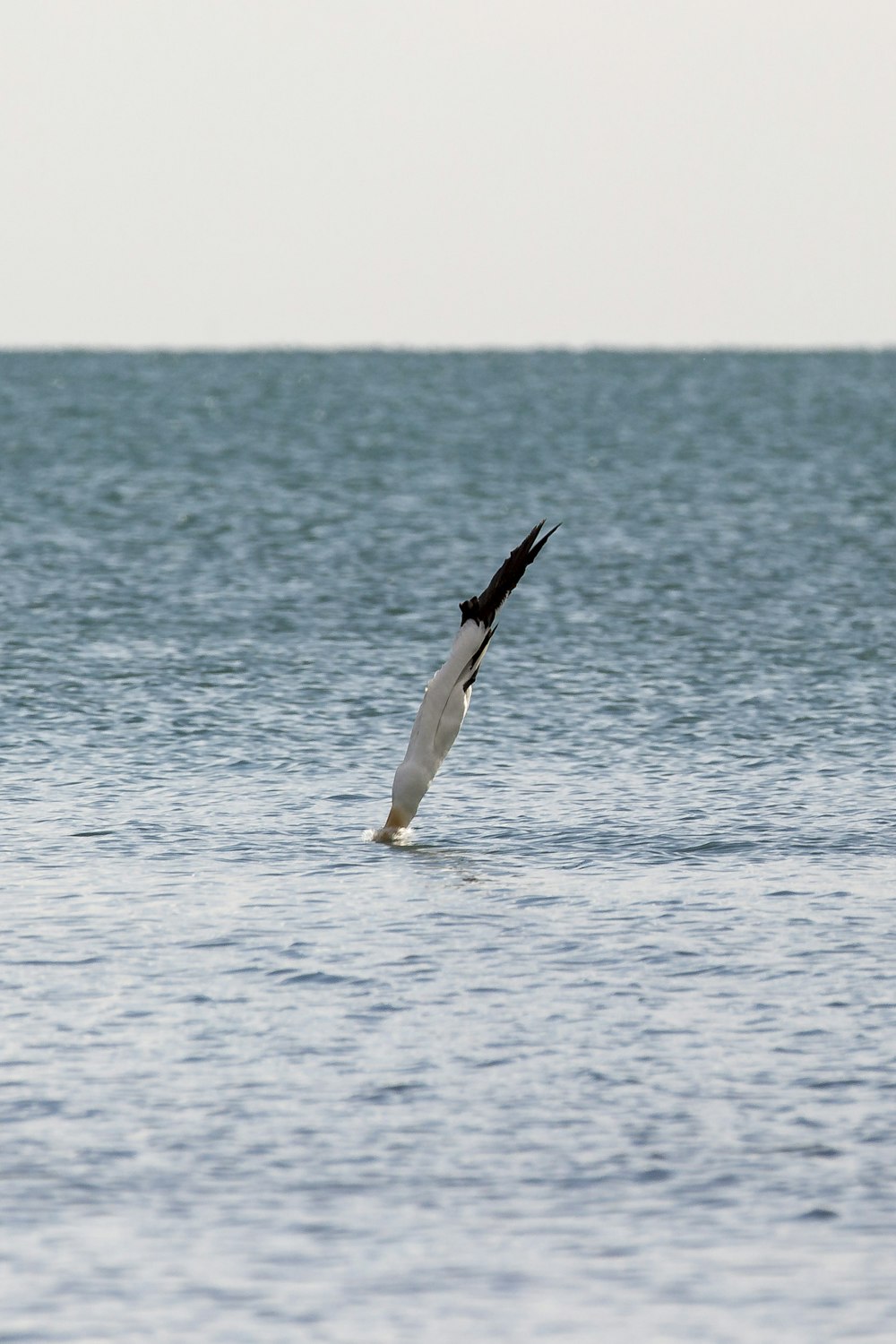 bird diving on water