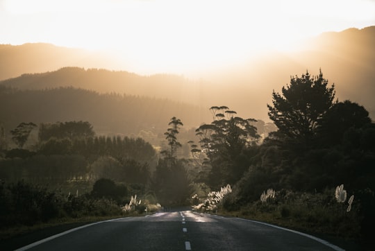 concrete road surrounded by trees in Coromandel New Zealand