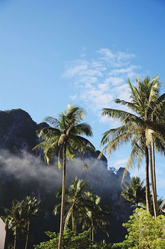 low angle photography of coconut trees under white clouds at daytime in Krabi Thailand