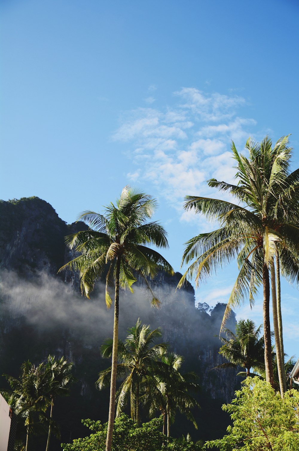 Photographie en contre-plongée de cocotiers sous des nuages blancs pendant la journée