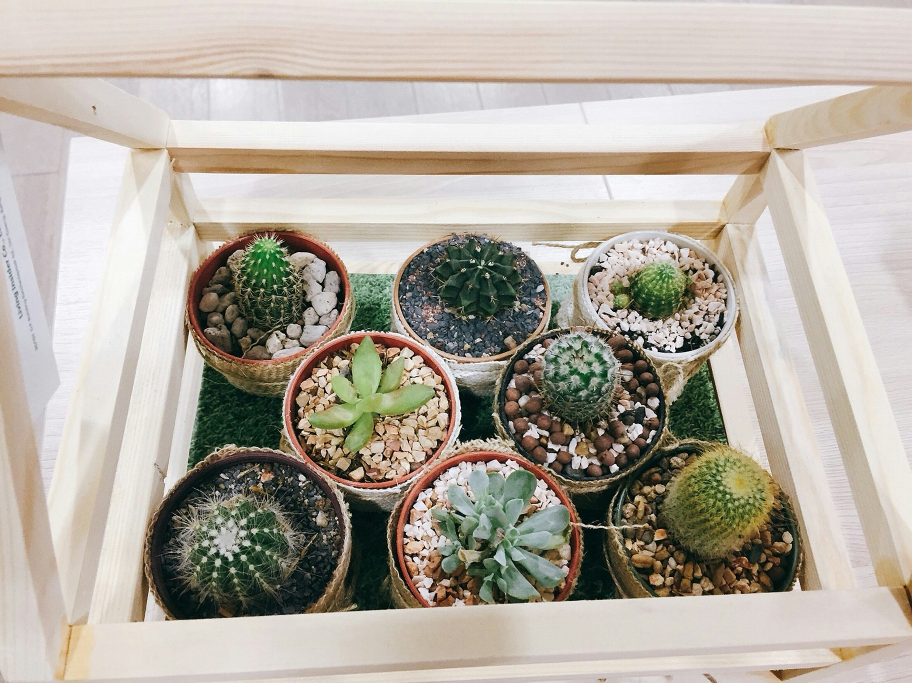 Cactus subscription