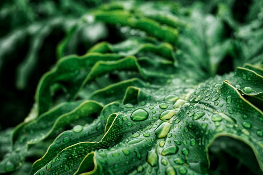 green leafs with water drops