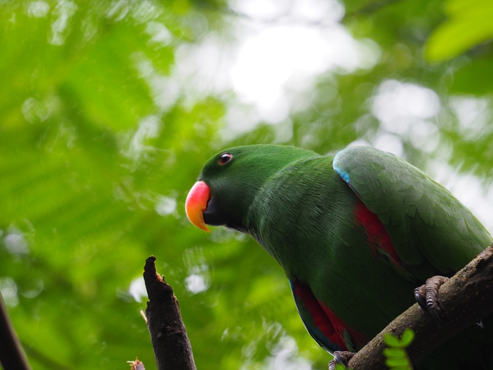 Alexandrin parakeet on twig