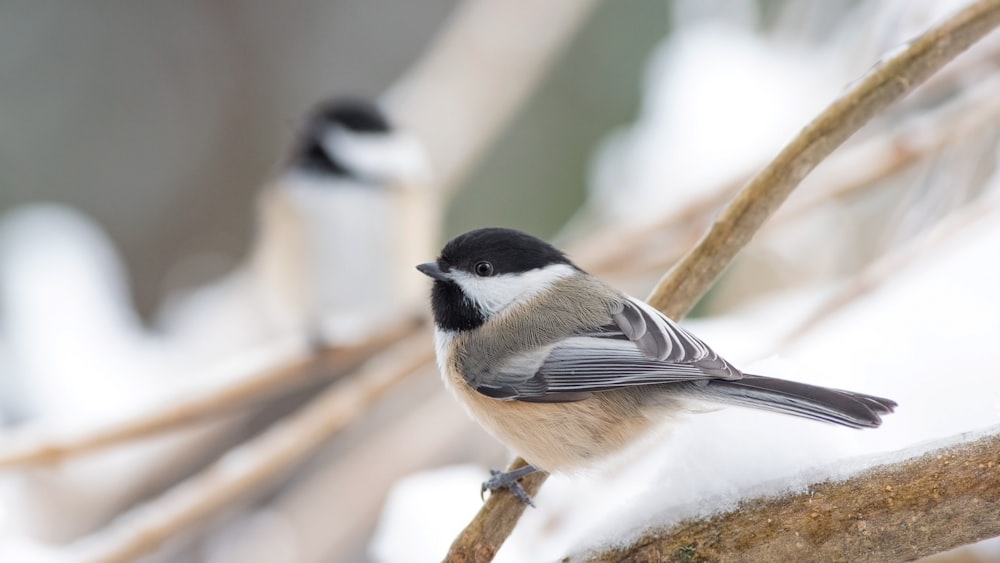 shallow focus shot of gray and brown bird