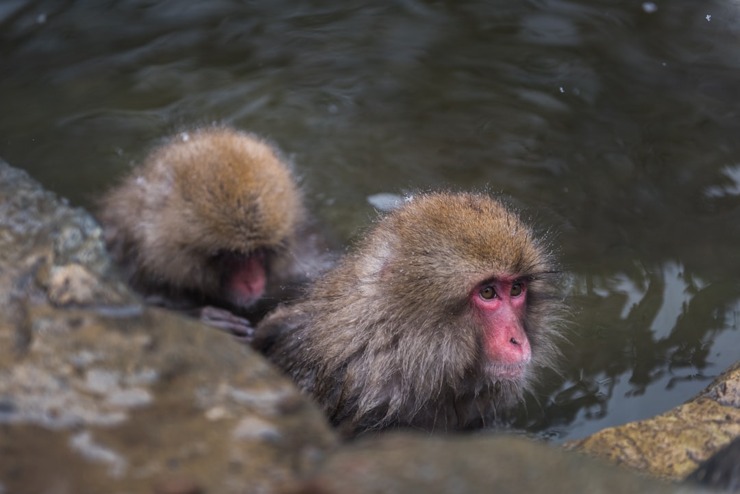 Wildlife photo spot Jigokudani Snow Monkey Park 日本