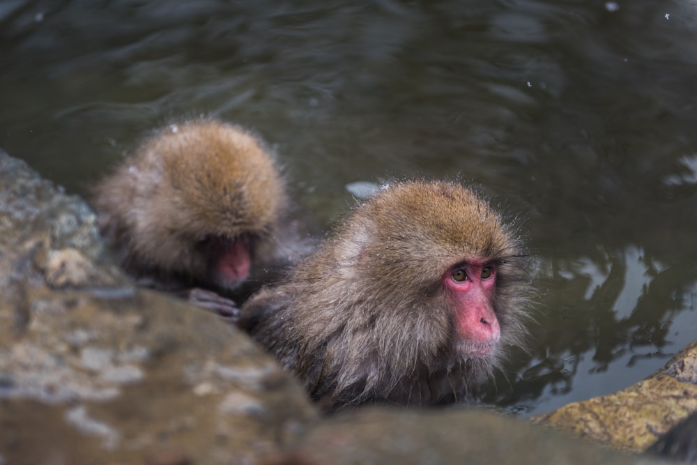 two brown monkeys on body of water
