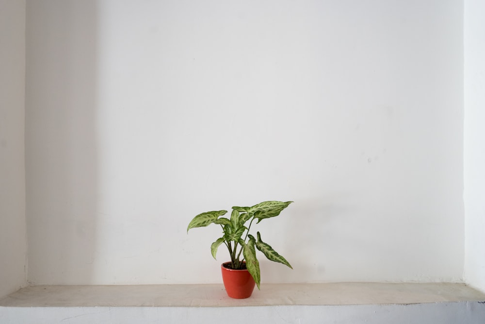 Plante verte sur pot en céramique