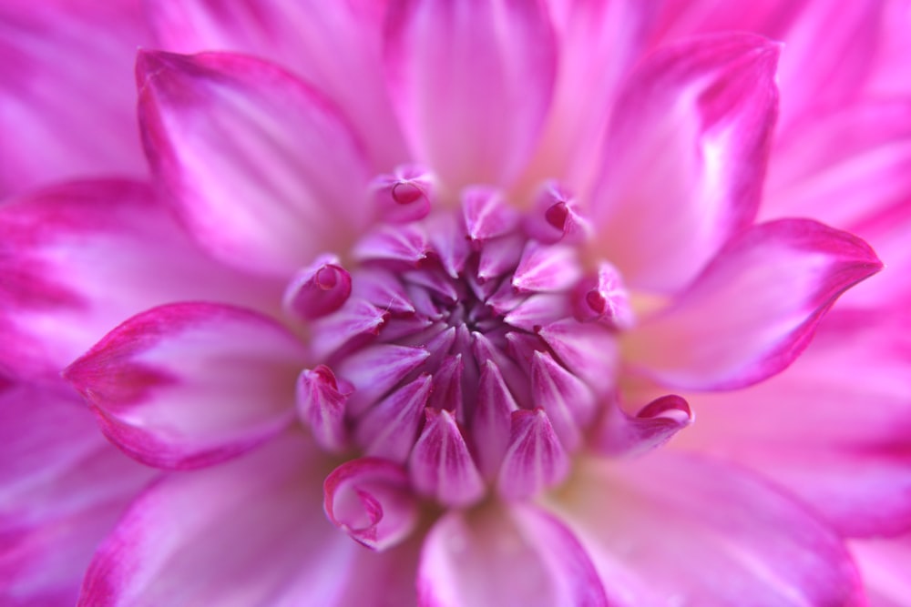 fleurs roses et blanches