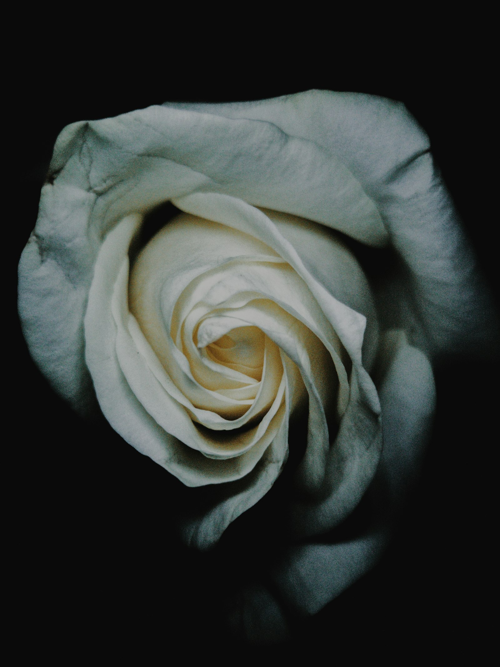 HUAWEI P10 Plus sample photo. White rose photography
