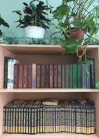 Close-up of eco-friendly wooden shelves with plants and books, emphasizing sustainable materials.