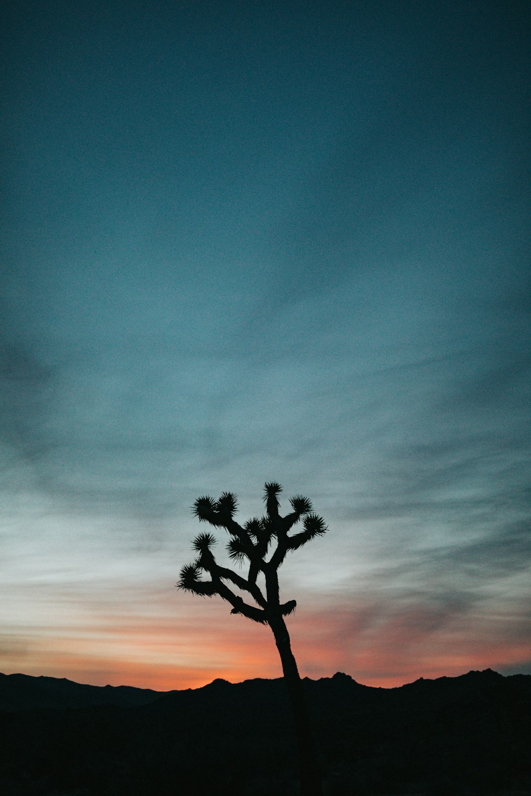 silhouette of tree during blue hour