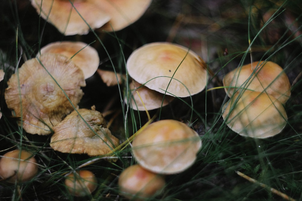 closeup photo of mushrooms