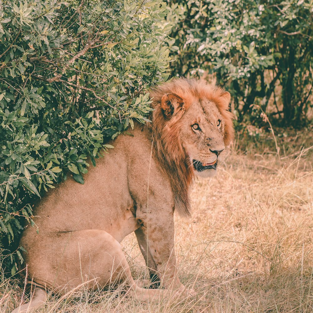 brown lion beside green tree at daytime