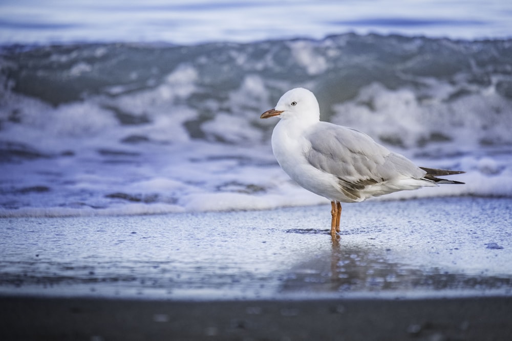 white and gray bird on seashore during daytime