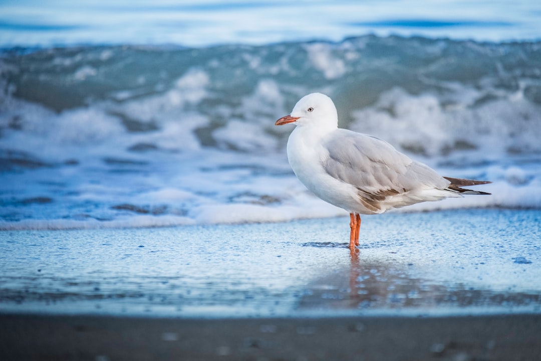 white and gray bird on seashore during daytime