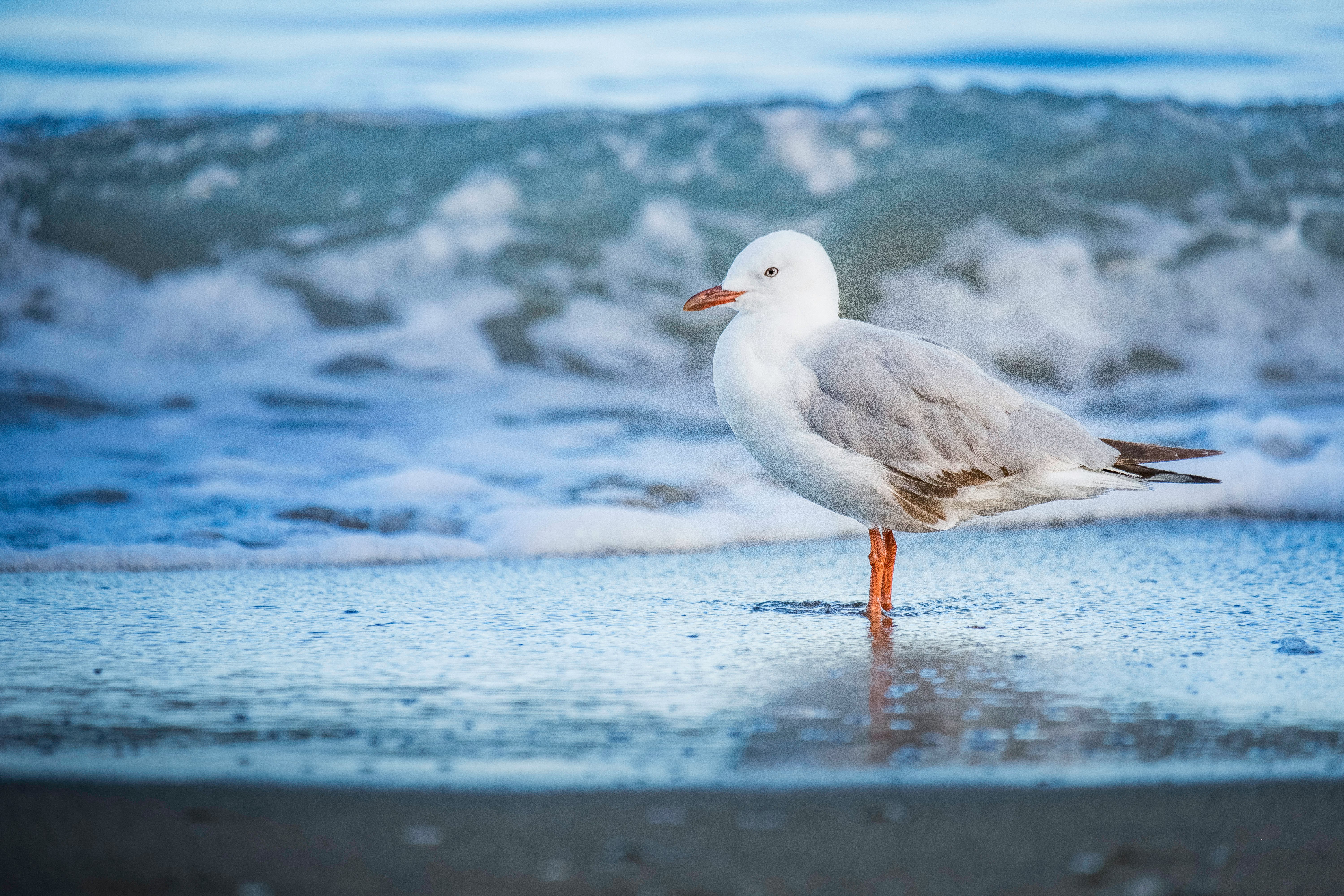 white and gray bird on seashore during daytime