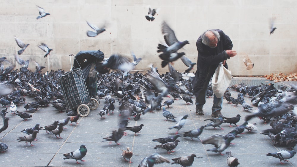 man feeding pigeons