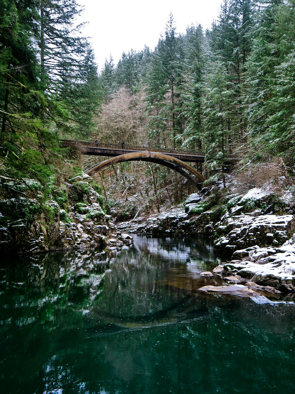 bridge between trees and lake at daytime
