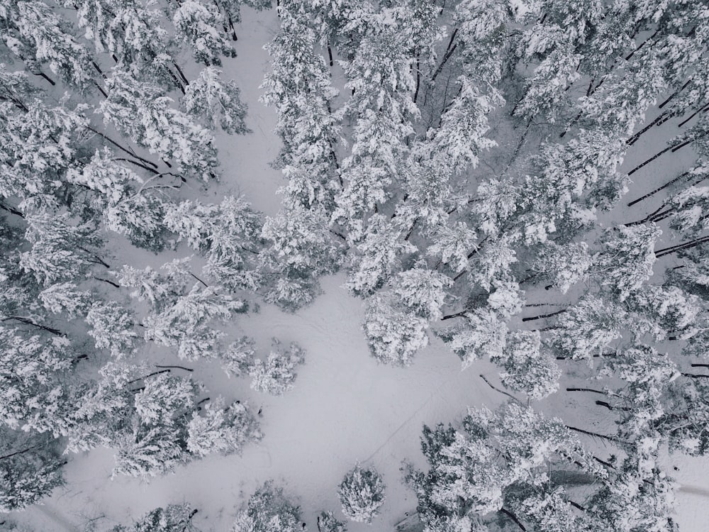 Vue aérienne de pins recouverts de neige