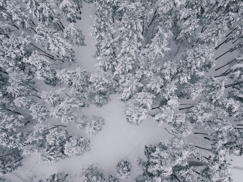 aerial view of pine trees covered with snow