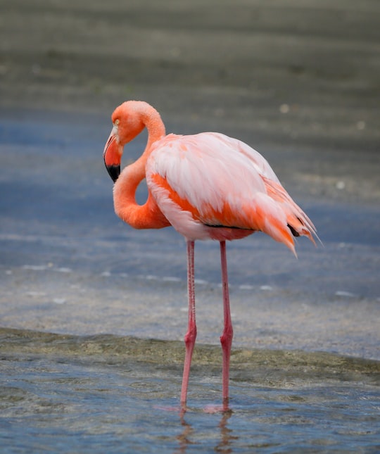 orange goose in Floreana Island Ecuador