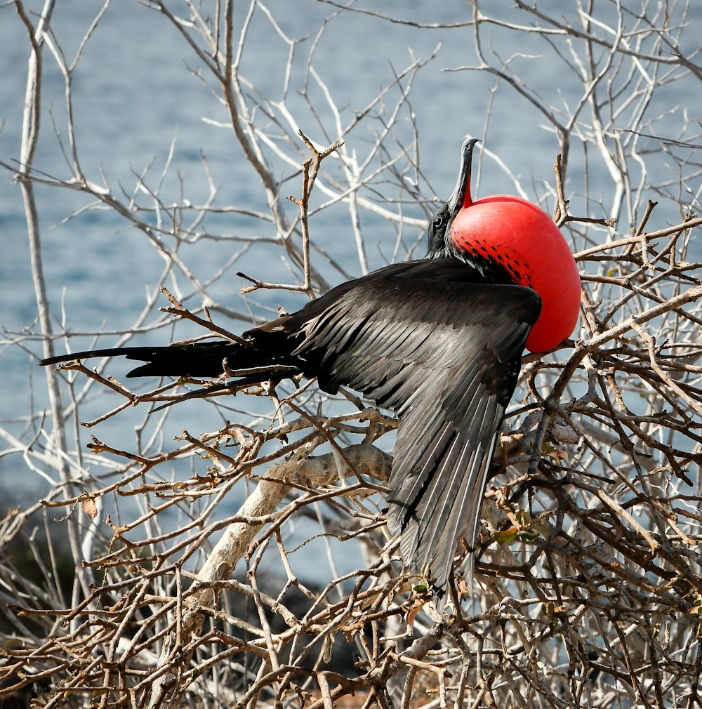 black and red bird on tree branch