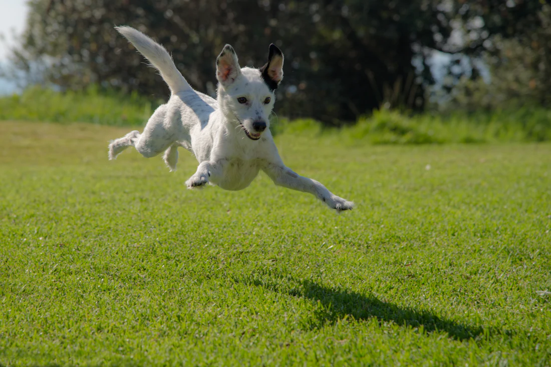 A dog leaping across a lawn