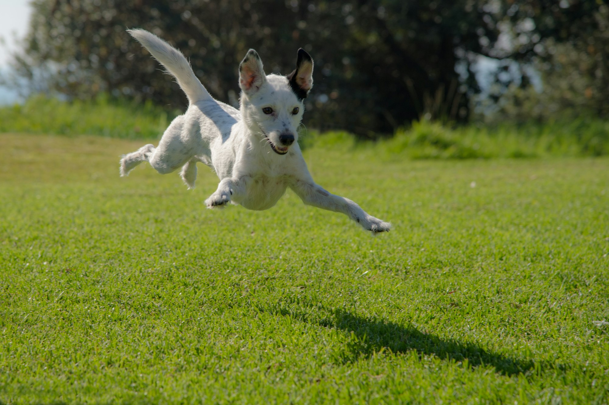 Types of Dog Harnesses