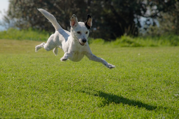 The Importance of Regular Exercise for Your Pet's Health